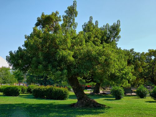 Parque O´Higgins Santiago Chile