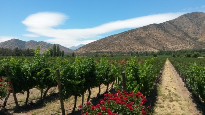 Santa-Rita-Winery-Chile